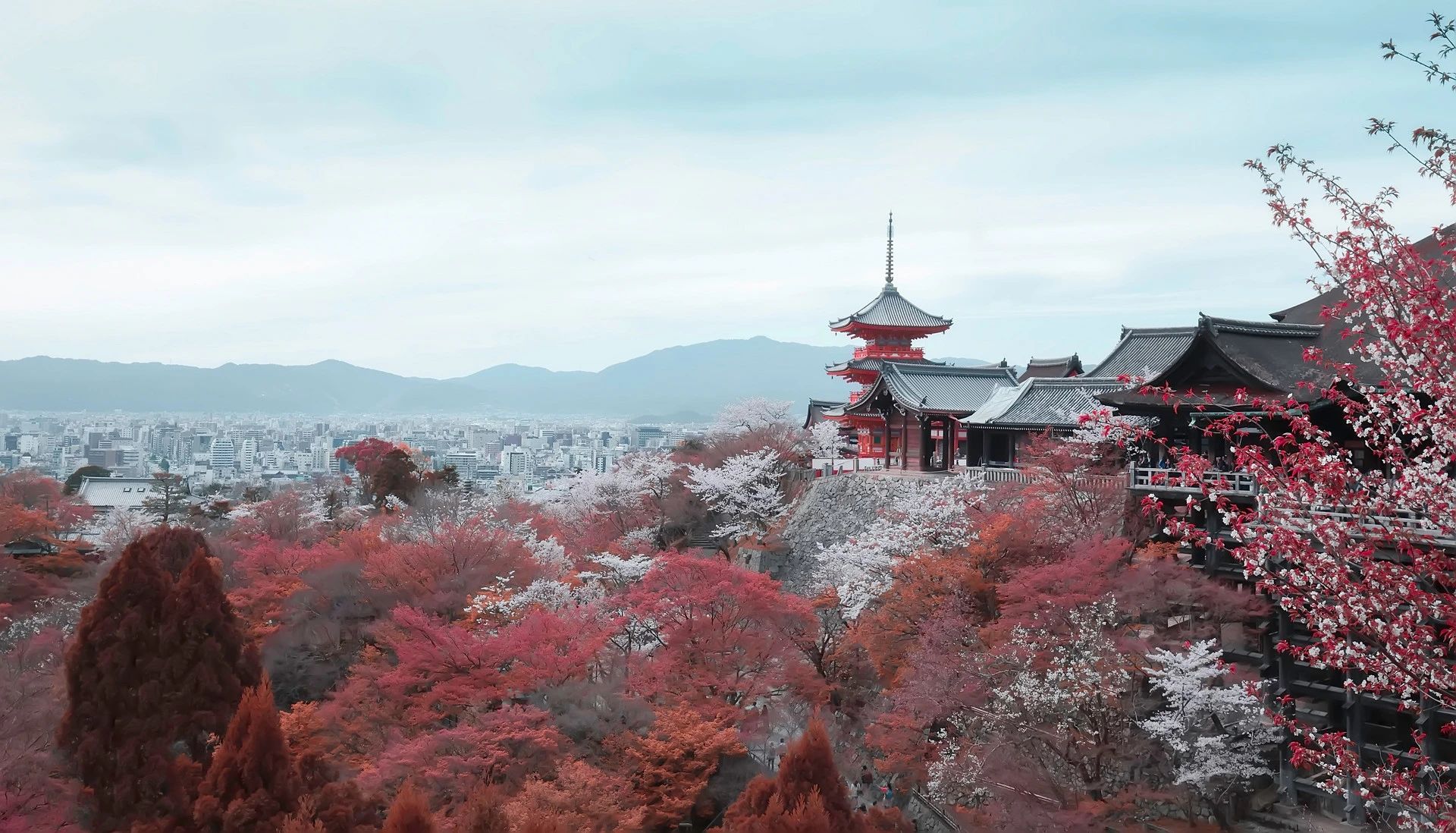 重磅！日本经管签证“大地震”